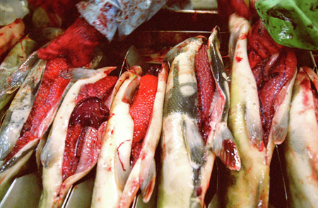 Сахалинского предпринимателя подозревают в контрабанде в Японию тихоокеанских лососей на 300 млн рублей