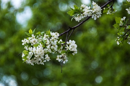 Расходы на развитие суперинтенсивных яблоневых садов на Ставрополье в 2018г вырастут более чем в 2 раза