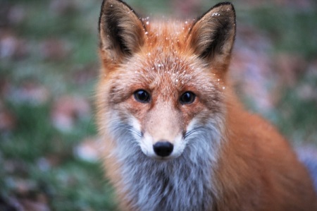 Карантин по бешенству введут в одном из районов Ростовской области из-за больной лисы
