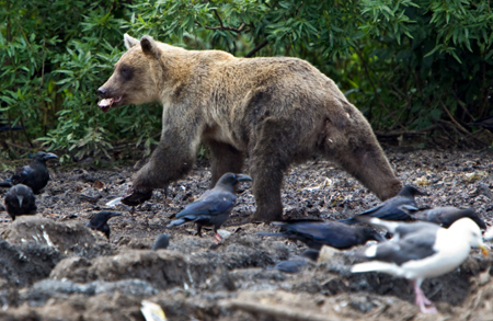 Медведи на Камчатке выходят в популярные у туристов места