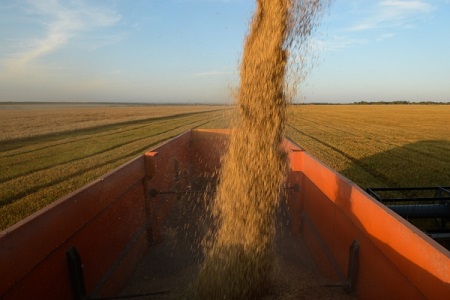 Власти Ставрополья ожидают снижения урожая зерна на фоне весенней засухи