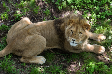 Найденного в столичном Бирюлеве льва отправят в Абаканский зоопарк