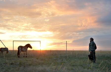 Первый жеребенок краснокнижной лошади Пржевальского родился в оренбургском заповеднике