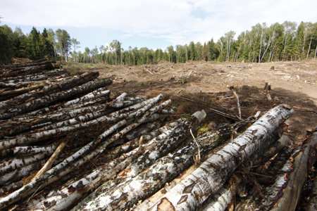 Чиновники задержаны в Иркутской области за вырубку реликтового леса на 880 млн рублей