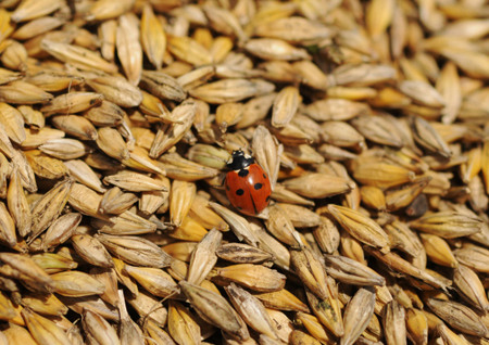 Власти Ингушетии будут скупать зерно у малоимущих по ценам выше рыночных - Евкуров