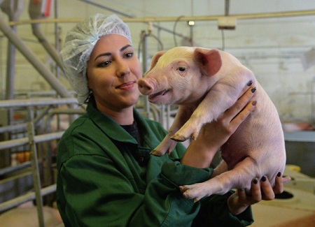Свинокомплекс на 98 тыс. голов стоимостью 3,7 млрд руб. заложили в Ленобласти