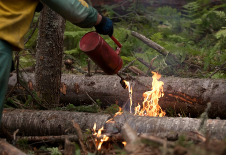 Площадь природных пожаров в Иркутской области выросла почти на 14%, лес горит в отдаленных районах