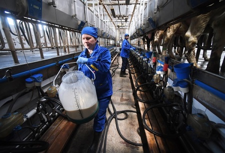 Снижение закупочных цен на молоко сказалось на продуктивности молокопроизводства и посевных площадях в Удмуртии