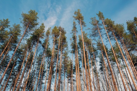 Уволен директор Курганского лесничества, где незаконно вырубили деревья на 7 млн рублей