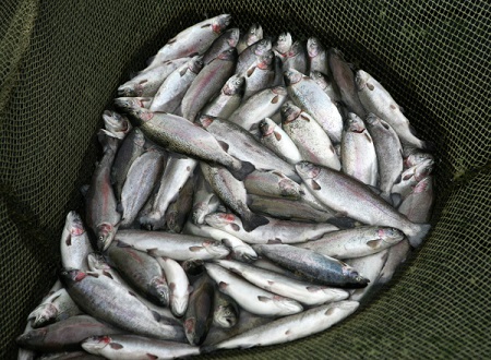 Массовая гибель рыбы зафиксирована в башкирской реке