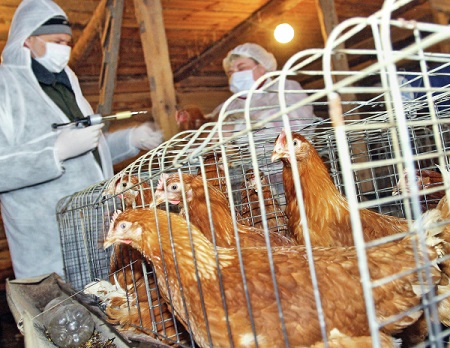 Карантин по птичьему гриппу введен еще в трех районах Орловской области
