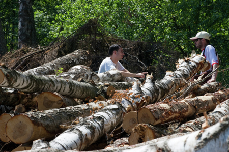 Незаконные вырубки деревьев в "Кировском бору" на 7 млн рублей стали поводом для уголовных дел