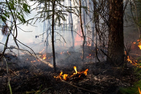 В Кольском районе Заполярья введен режим ЧС из-за лесных пожаров