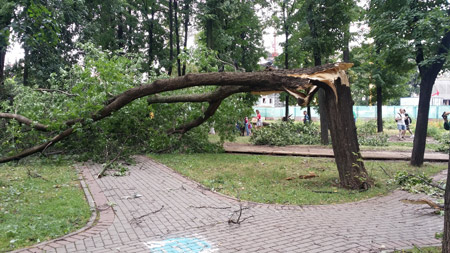 Ураган повалил 8,5 га деревьев в нацпарке Калужской области