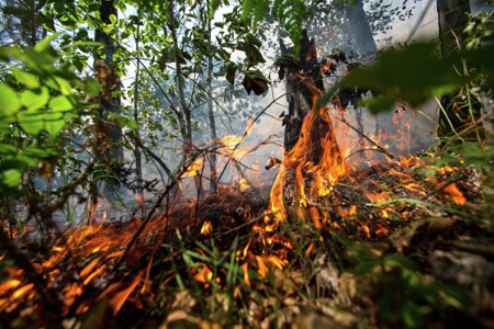 Площадь лесных пожаров в Красноярском крае превысила 820 тыс. га