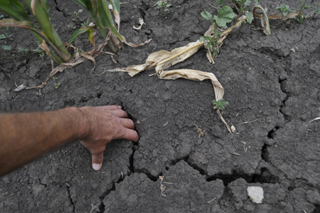 Режим ЧС введен в Оренбуржье в связи с засухой и гибелью сельхозкультур
