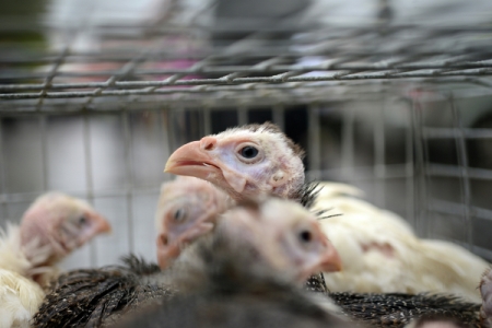 Евродон уничтожил 219 тыс. индеек на площадке, где обнаружен грипп птиц - власти региона