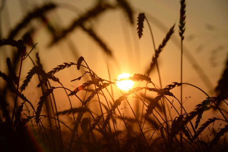 Урожай зерновых в Ростовской области в 2018г может снизиться на четверть