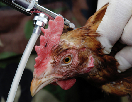 Птичий грипп выявлен в двух районах Удмуртии