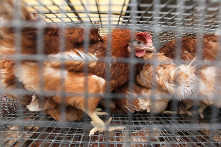 Распространение гриппа птиц в Удмуртии купировано - ветеринарная служба