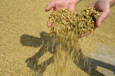 Аграрии Тамбовской области собрали первый миллион тонн зерна