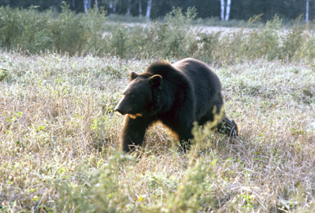 Медведь убил охотника в Иркутской области
