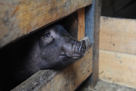 На калининградском свинокомплексе RBPI из-за АЧС уничтожат более 111 тыс. свиней