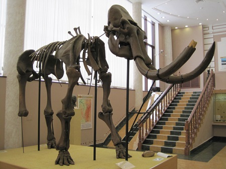 Тушу ископаемого жеребенка и скелет мамонта нашли в Якутии