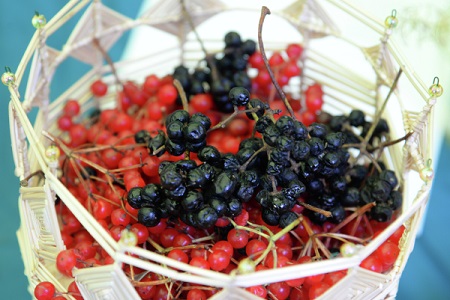 Рязанская область собрала 256 тонн ягод, почти удвоив результат 2017 года