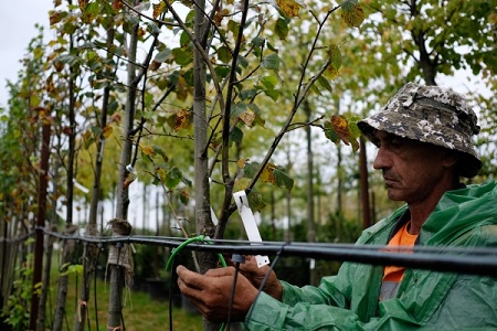 Всероссийская конференция по развитию садоводства пройдет в Ингушетии 24 августа