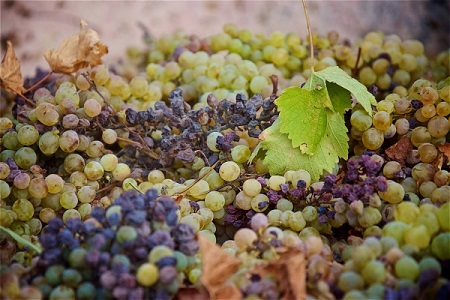 Севастополь в 2018г планирует в 1,2 раза увеличить урожай винограда