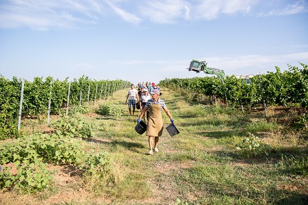 Alma Valley намерена в 2018 г сохранить выпуск вина на уровне прошлого года, несмотря на засуху