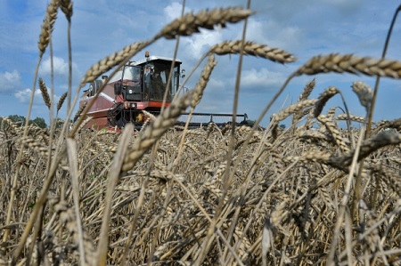 Доля ростовских фермеров в производстве зерна составляет около трети