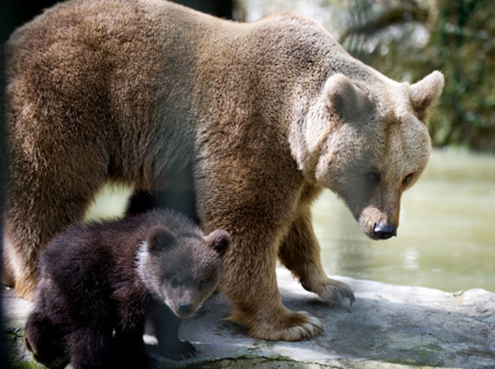 Медведица с медвежонком два дня подряд приходят в Ханты-Мансийск