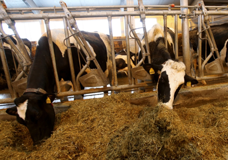 Тульская область разработала меры поддержки фермеров-животноводов