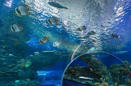 Приморский океанариум открыл свои двери на о.Русский во Владивостоке