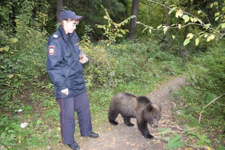 Двух ручных медвежат нашли в парке Зеленограда
