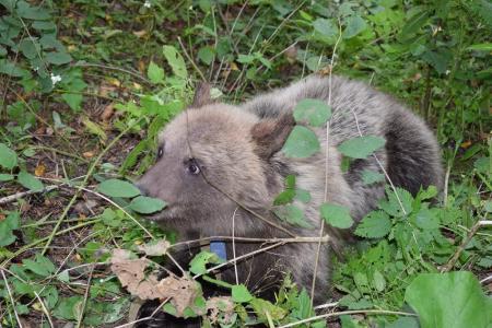 Двух ручных медвежат нашли в парке Зеленограда