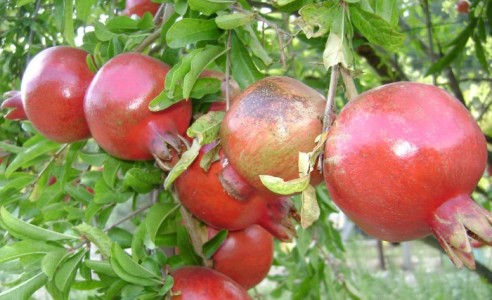 "Массандра" возрождает выращивание экзотических фруктов