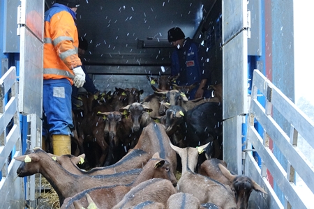 Стадо французских коз стоимостью 1 млн евро прибыло в новое хозяйство "УГМК-Агро"