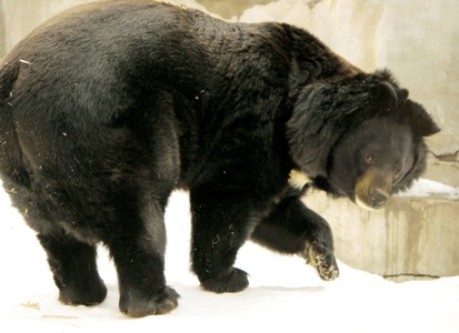 Медведи зоопарка Екатеринбурга залегли в спячку в утепленных берлогах