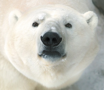 Медведи зоопарка Екатеринбурга залегли в спячку в утепленных берлогах