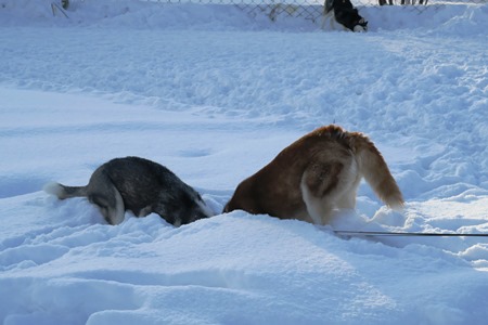 Праздник "Алтайская зимовка" в Алтайском крае посетили более 10 тыс. зрителей