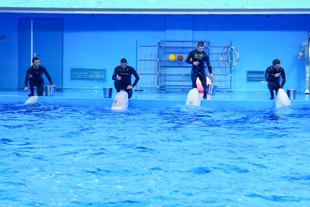 Генеральная репетиция шоу с участием морских млекопитающих прошла в Приморском океанариуме