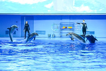 Генеральная репетиция шоу с участием морских млекопитающих прошла в Приморском океанариуме