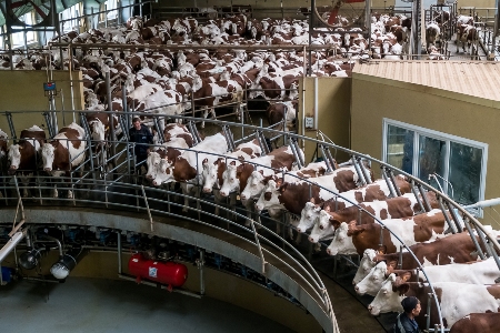 Депутаты аграрного комитета Госдумы изучили воронежский опыт развития молочного и мясного животноводства
