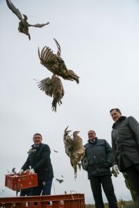 Сотню птенцов фазана выпустили в дикую природу в Астраханской области
