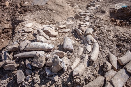 Скелет древнего кита нашли в Крыму