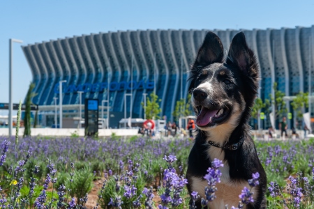 Собаке-талисману аэропорта "Симферополь" Алисе пишут бразильские мачо и привозят подарки со всей России