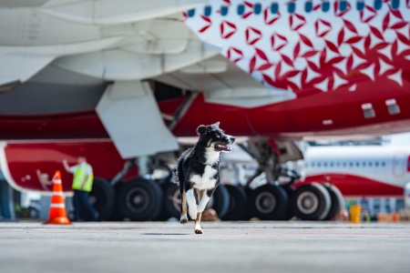 Собаке-талисману аэропорта "Симферополь" Алисе пишут бразильские мачо и привозят подарки со всей России